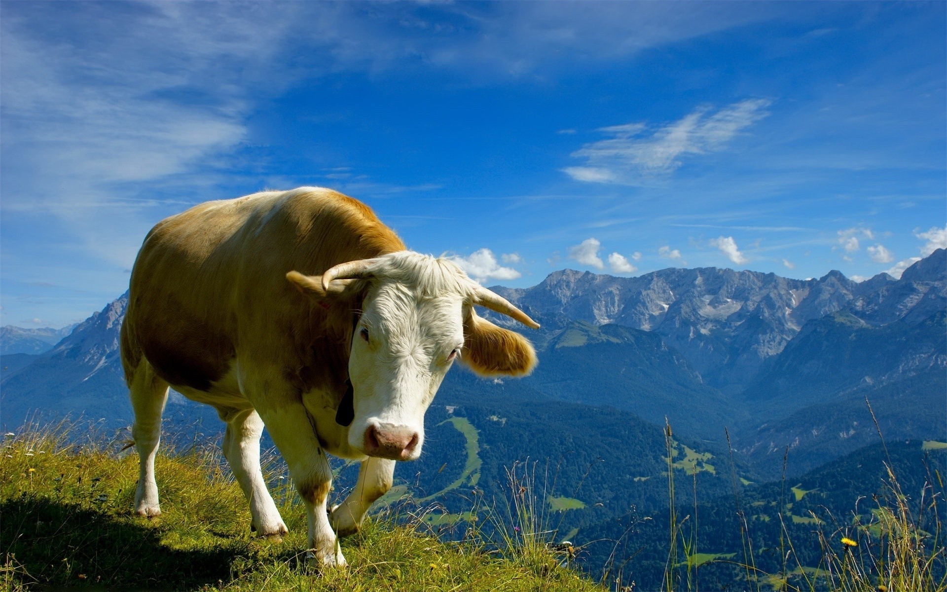 animales pasto hierba vaca paisaje agricultura heno pastizales naturaleza al aire libre granja verano leche rural cielo animales vivos