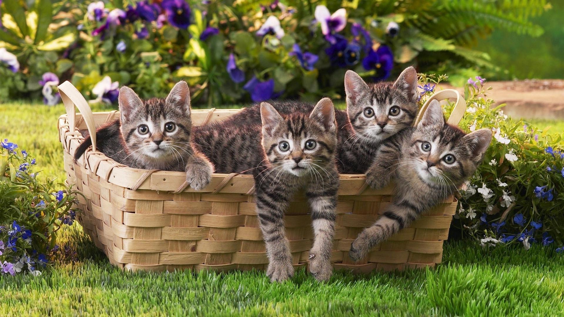 chats mignon chat animal mammifère chaton petit nature animal de compagnie herbe domestique fourrure enfant jeune adorable