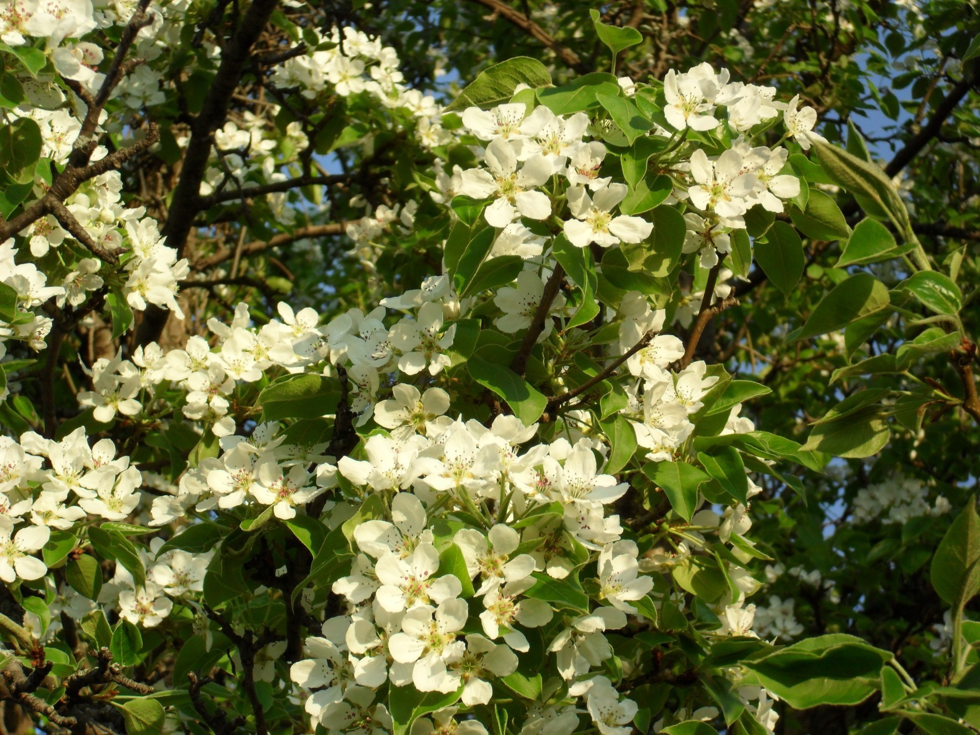 flowers flower flora tree leaf blooming nature garden petal branch floral season cherry growth apple summer bud outdoors park springtime