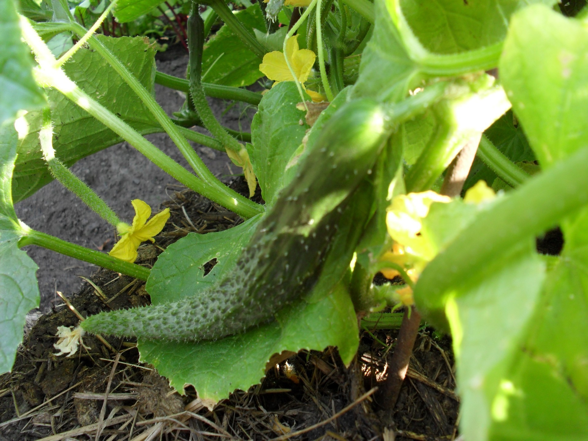 potager nature feuille alimentaire jardin flore agriculture ferme légume à l extérieur peu croissance été pâturage gros plan sol grandir