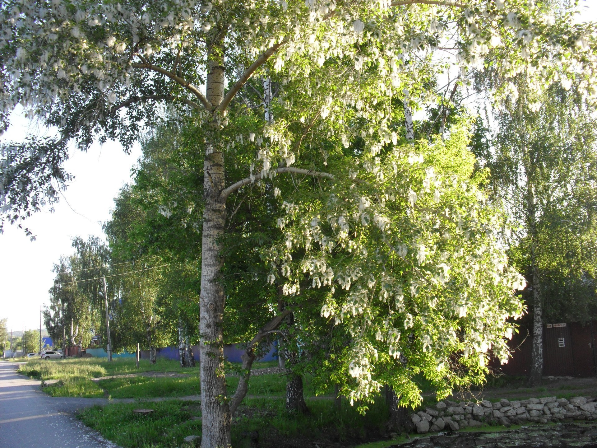 espacios nativos árbol paisaje hoja naturaleza rural madera flora temporada parque medio ambiente verano carretera buen tiempo rama país escena guía al aire libre campo