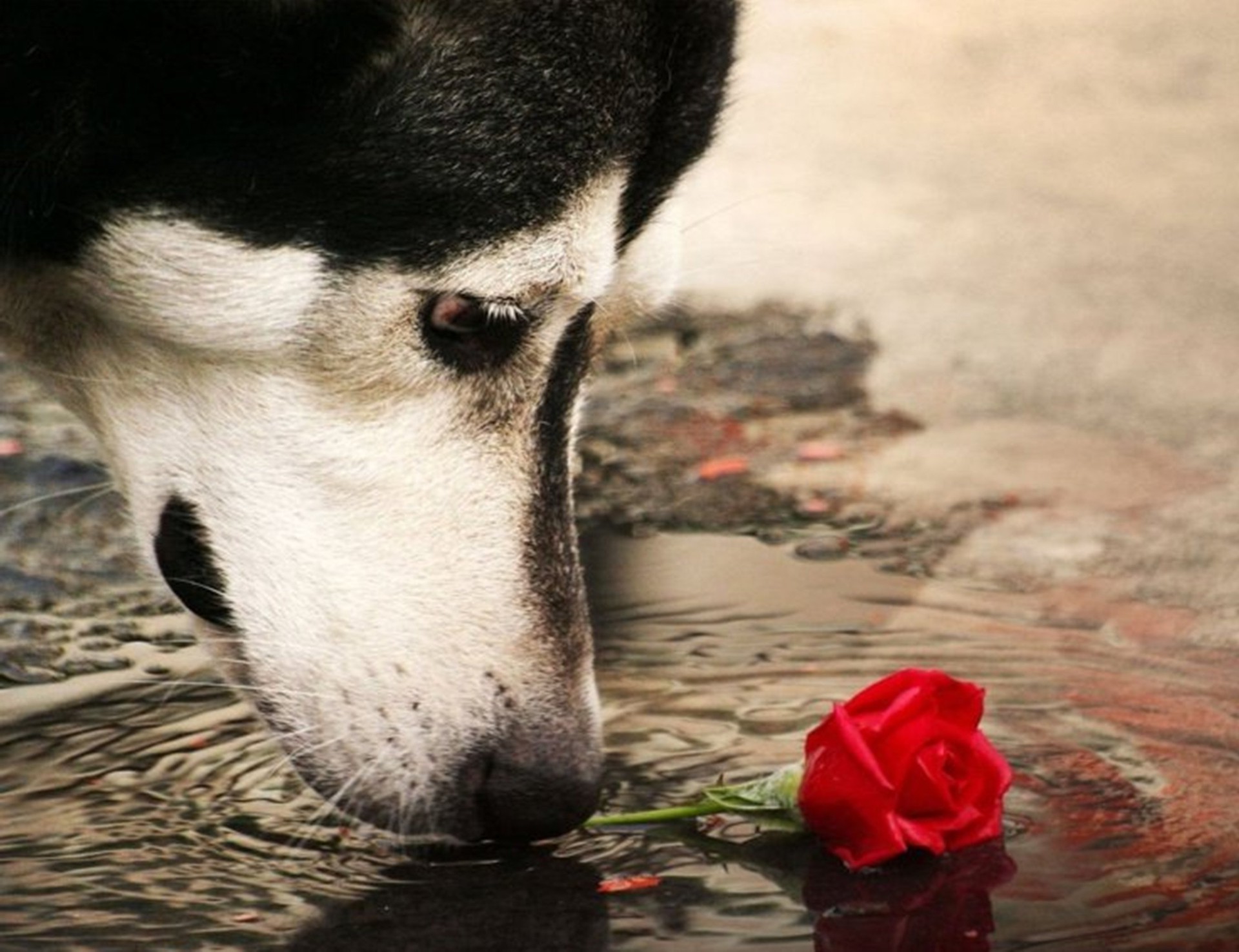 dogs nature dog portrait mammal winter cute eye one outdoors wildlife