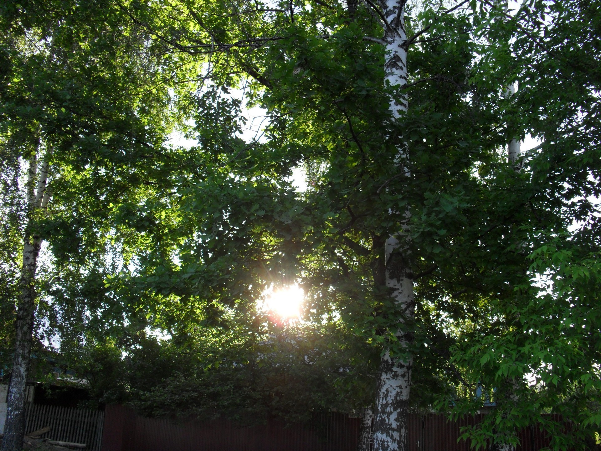 espacios nativos árbol madera hoja paisaje naturaleza medio ambiente rama buen tiempo verano al aire libre sol exuberante brillante flora parque temporada crecimiento