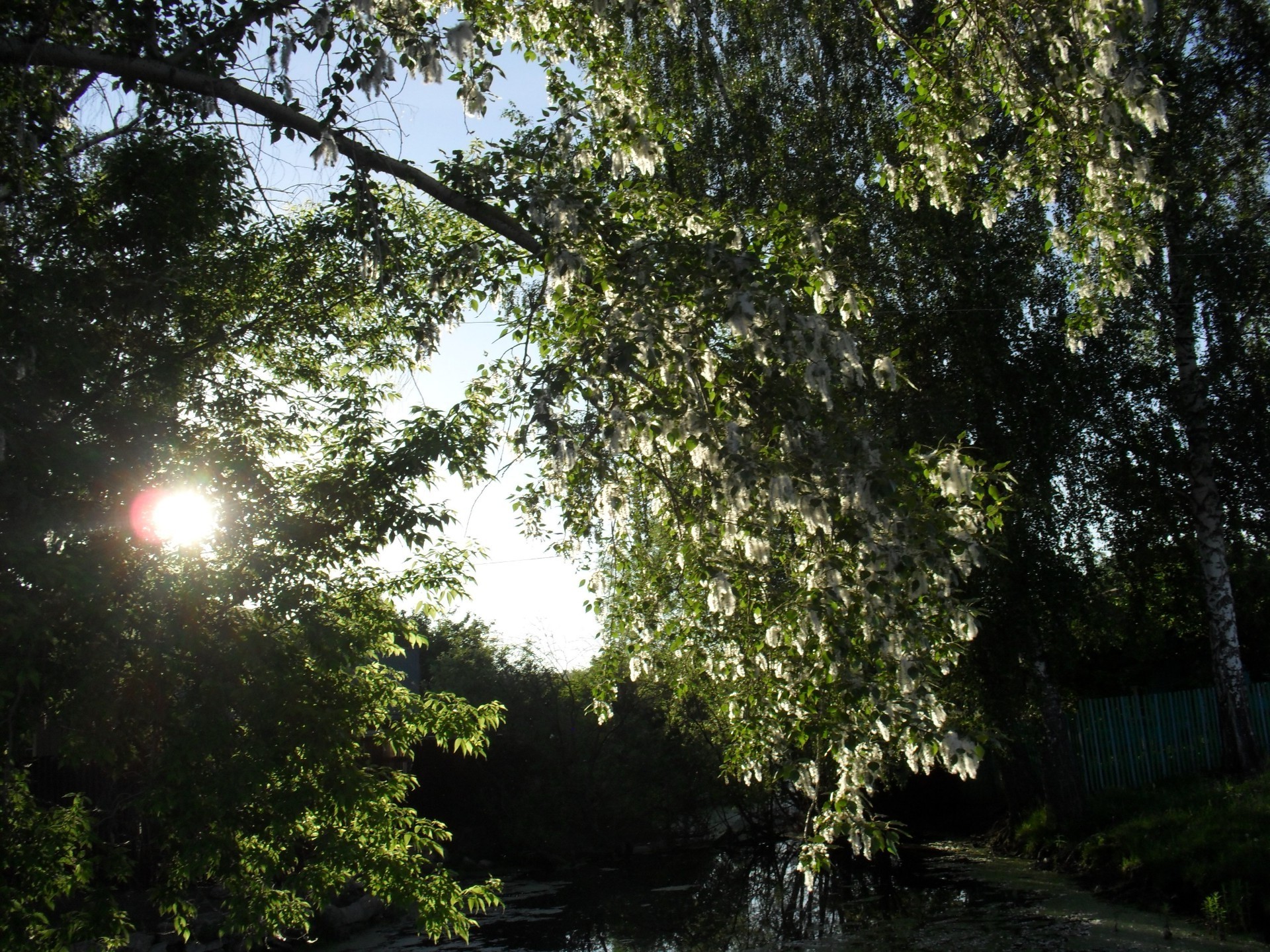 espacios nativos árbol paisaje madera naturaleza hoja parque medio ambiente al aire libre exuberante buen tiempo rama flora temporada luz del día luz sol crecimiento escénico