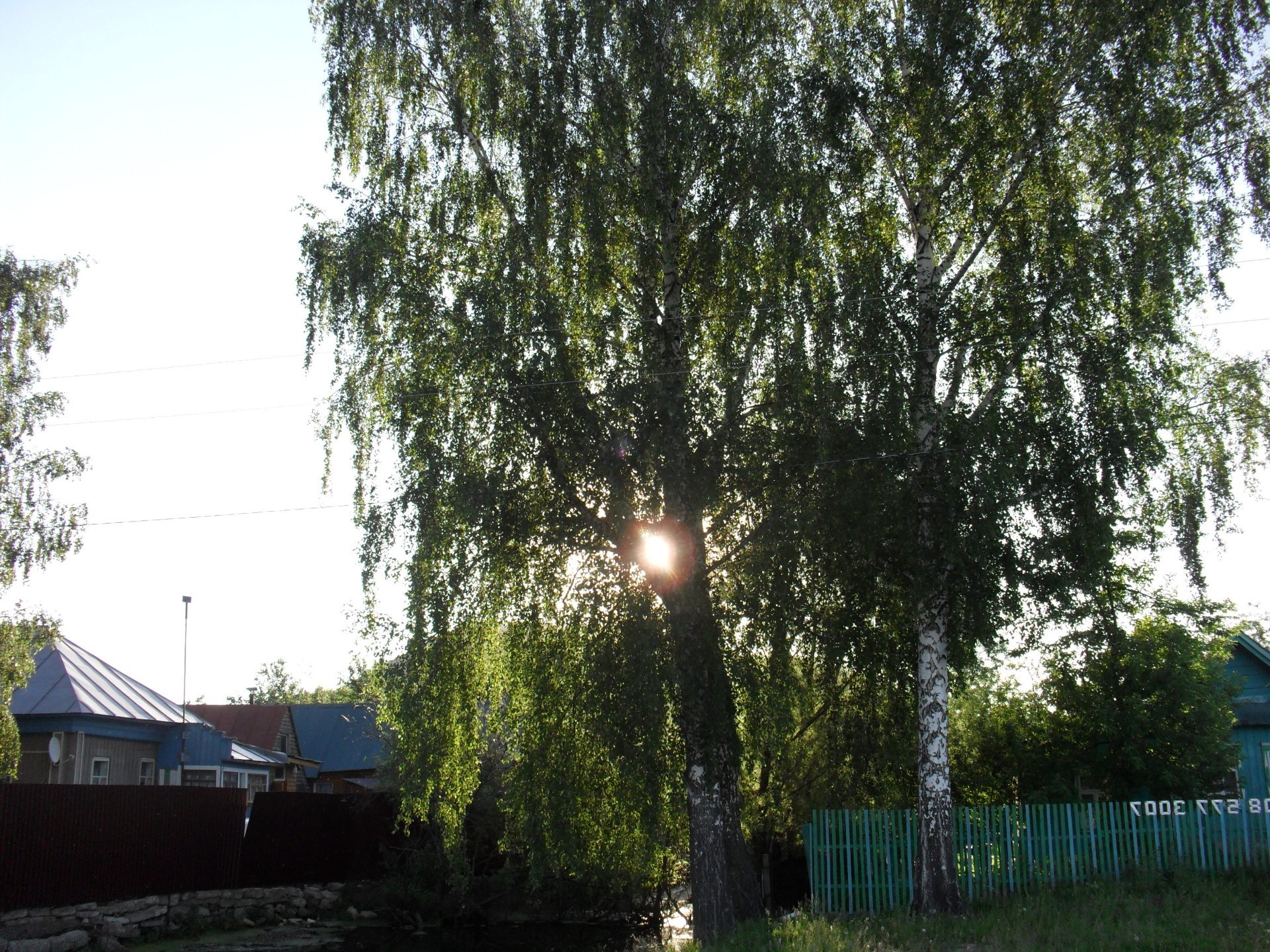 native open spaces tree park landscape nature wood leaf environment light flora fair weather season summer outdoors grass sun guidance garden branch