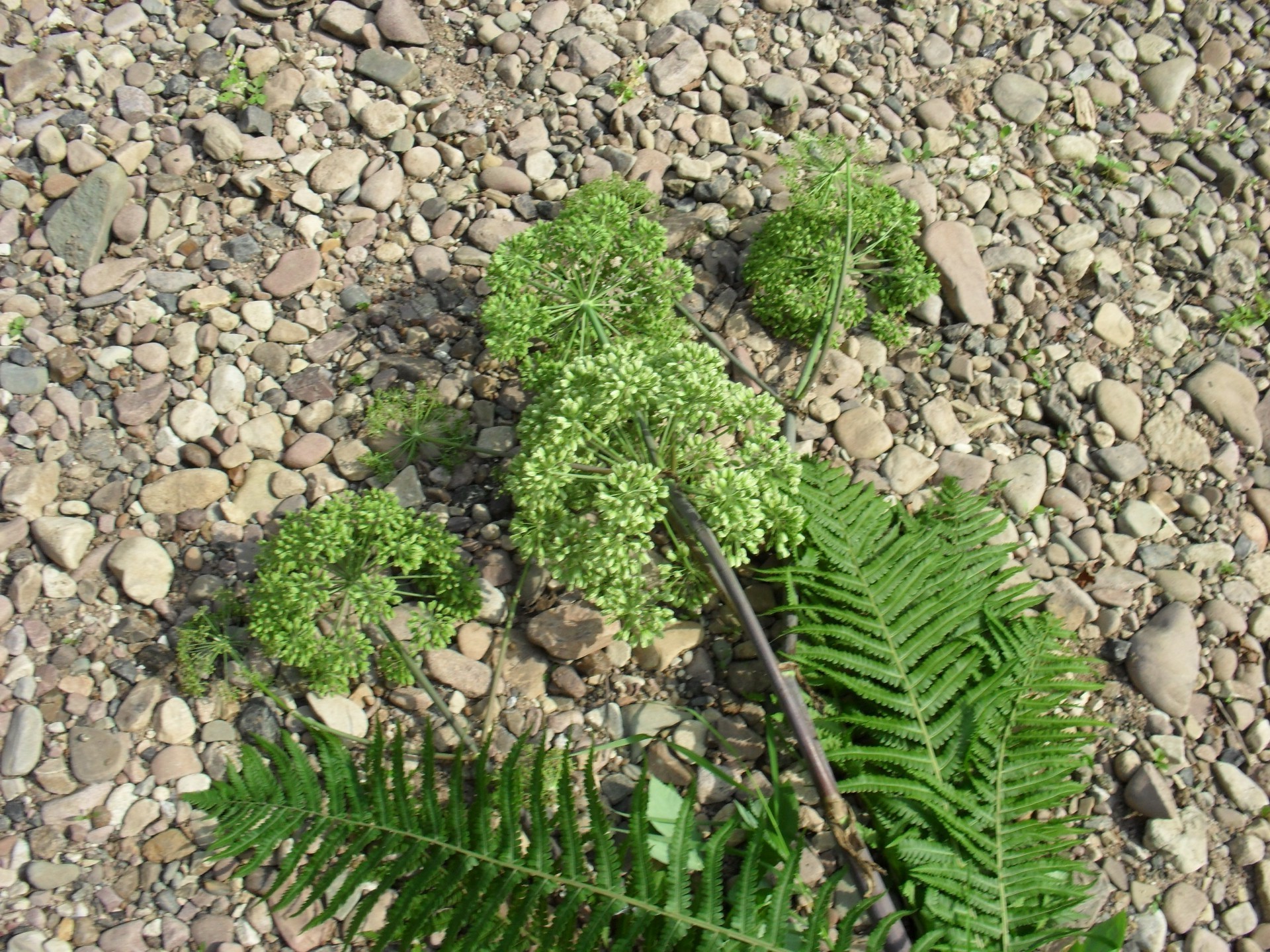 personal photo leaf flora nature growth garden environment ground summer outdoors food soil close-up desktop grass