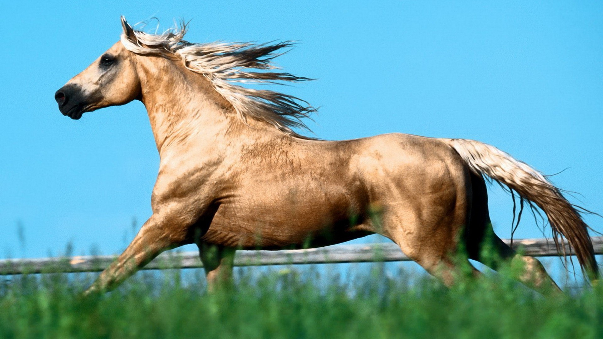 chevaux cavalerie mare mammifère étalon manet animal cheval élevage de chevaux équestre herbe pâturage champ ferme foin nature poney liberté faune