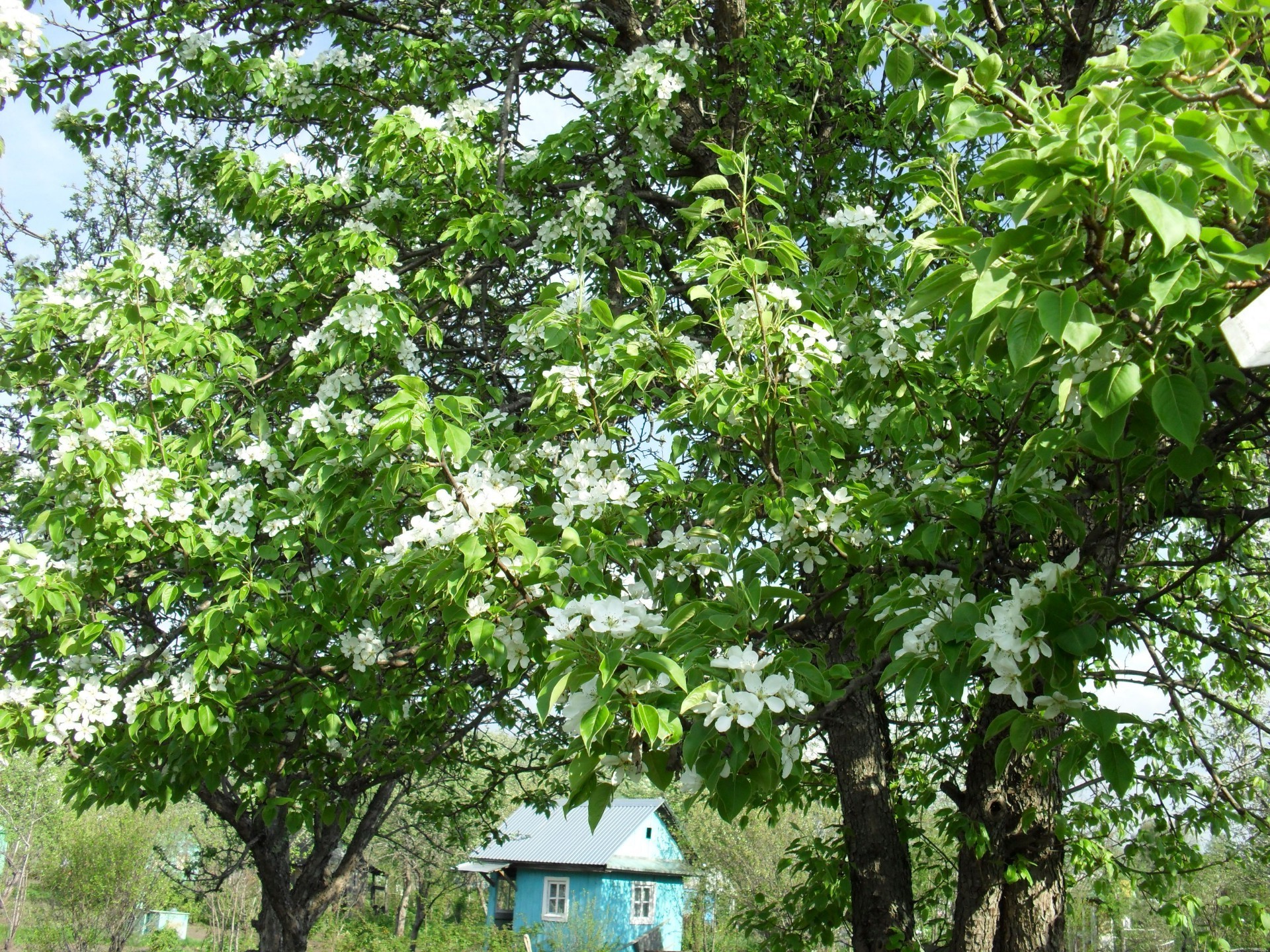 photo personnelle arbre flore nature branche saison feuille paysage croissance bois fleur à l extérieur jardin parc environnement scène été ensoleillé fruits beau temps l agriculture