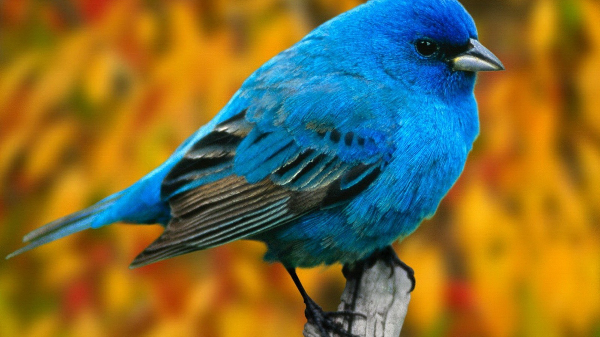 tiere vogel tierwelt natur tier im freien flugzeug feder wild