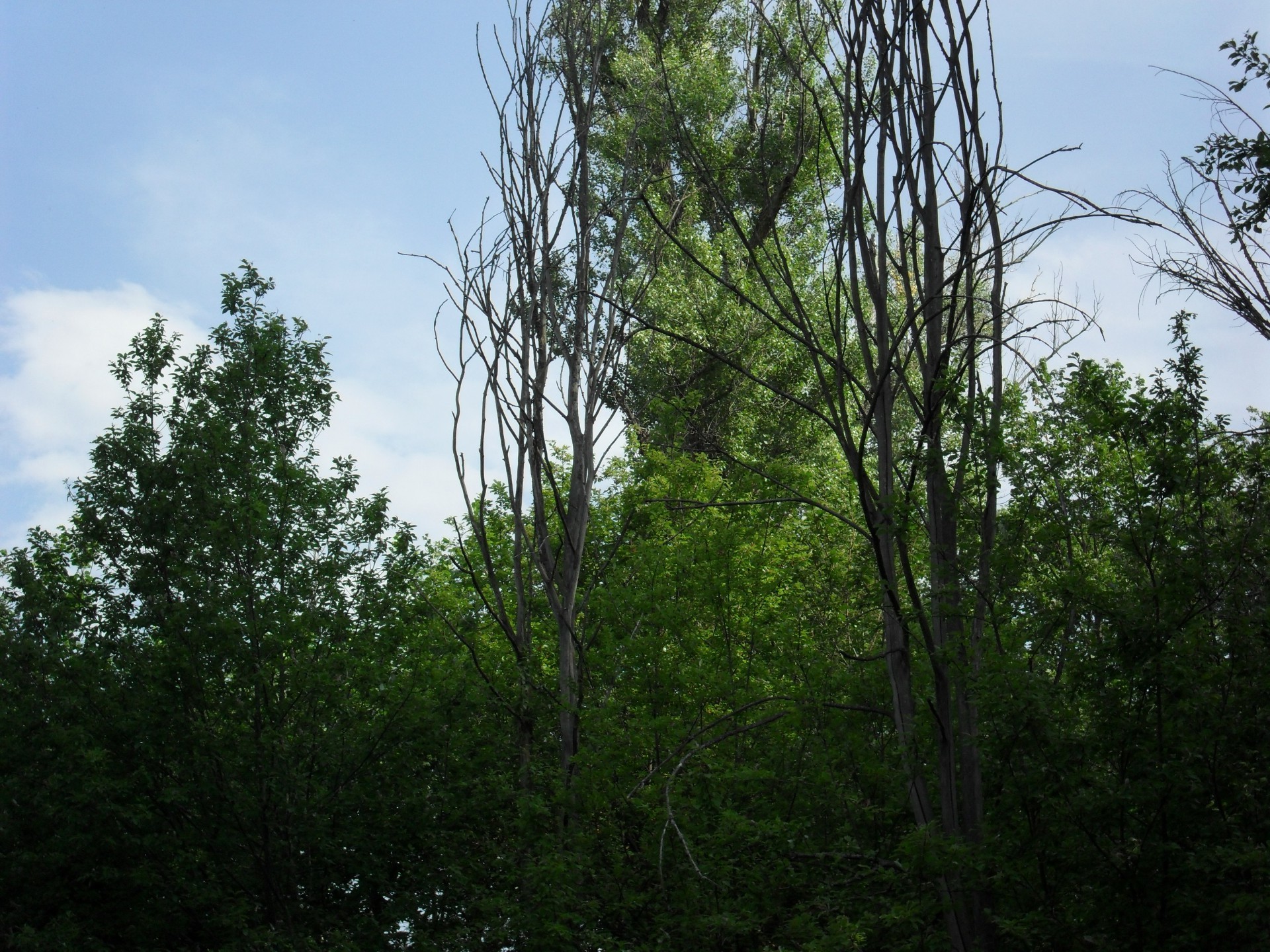 espaces naturels arbre nature feuille bois paysage extérieur environnement flore beau temps parc été croissance ciel branche luxuriante