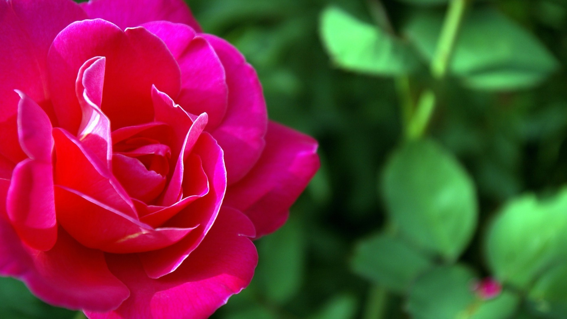 rosas naturaleza flor hoja flora verano pétalo jardín amor brillante color bluming romance floral