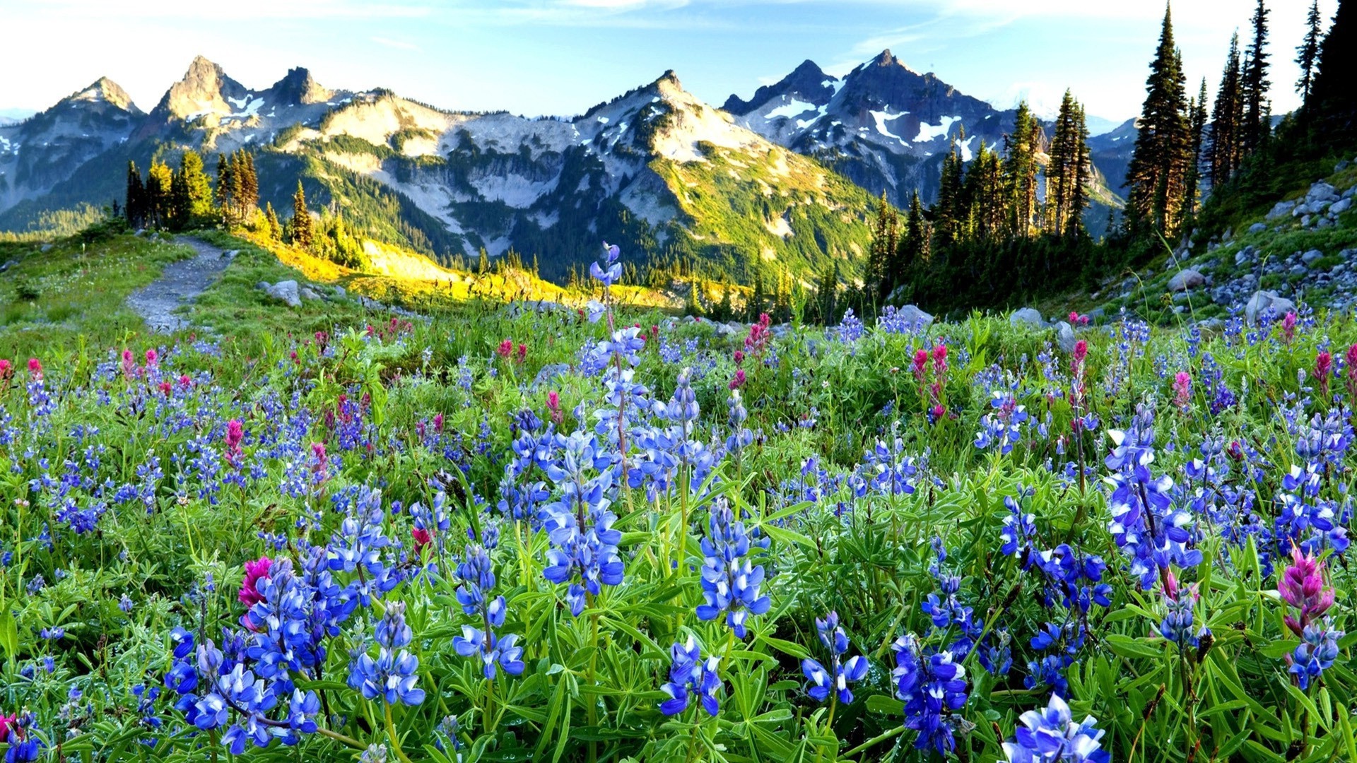 fleurs lupin nature foin fleur paysage montagnes à l extérieur fleurs sauvages été rural flore scénique herbe saison sauvage champ printemps