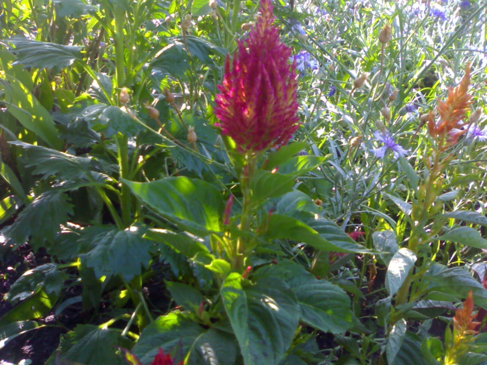 fiori natura fiore flora giardino foglia estate colore esterno fioritura stagione luminosa crescita albero perenne campo ambiente floreale erba