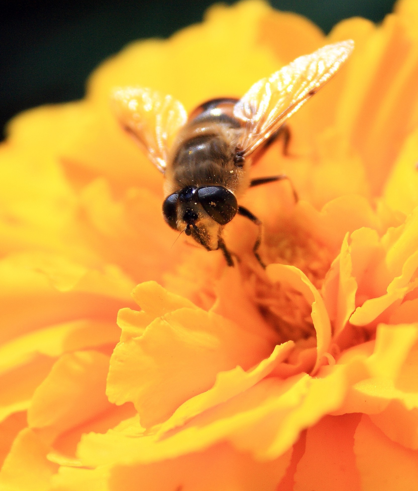 animali insetto ape natura polline fiore estate miele impollinazione fauna selvatica all aperto animale invertebrati volare ape flora primo piano nettare poco colore