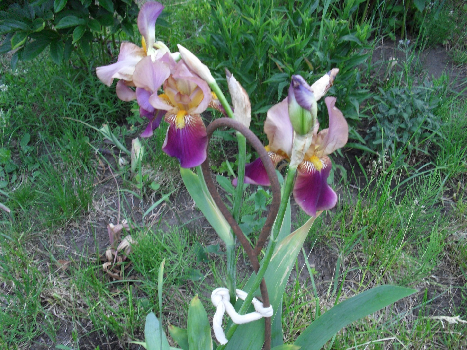 花 花 自然 植物 花园 夏天 花 开花 叶 草 明亮 花瓣 美丽 户外 季节 公园 田野 颜色 干草 果壳