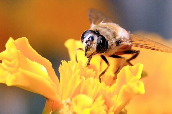 Abeja en una flor amarilla brillante