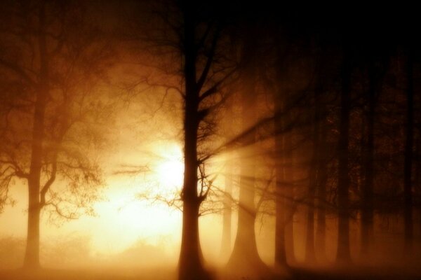 A misty landscape in the forest, a tree in flashes of light