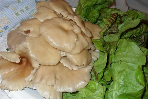 Pickled mushrooms and green salad