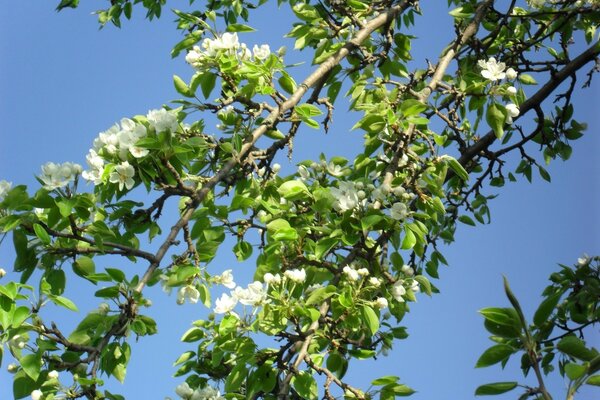 Branches of a blooming apple tree on a blue background