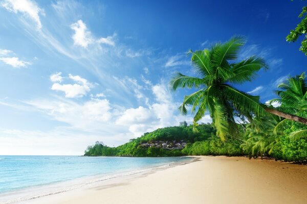 Tropischer Strand mit Palmen