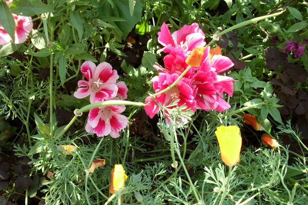 Jardín bien cuidado con flores