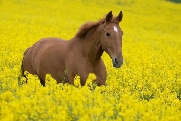 Junger Hengst in einem Feld aus gelben Blüten