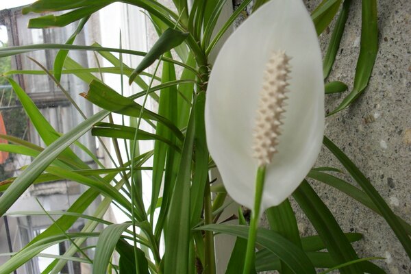 White flower as an apartment decor