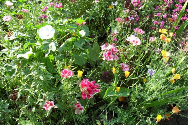 Foto de flores brillantes de pradera