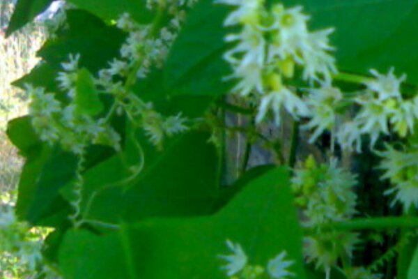 The flowers of the mad cucumber are nondescript