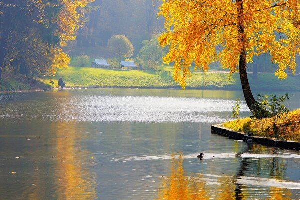 Arbre jaune automne près de la rivière