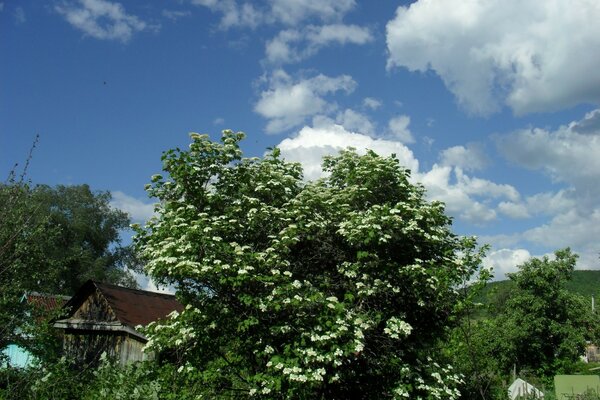 一棵绿色的树在夏天的一天开花，阳光穿过树的绿色树枝