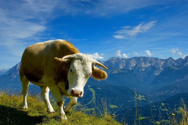 UNA VACA VIAJA POR LOS PRADOS ALPINOS