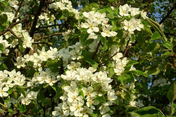 Una vez al año, los jardines florecen