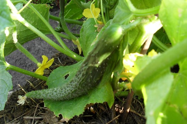 The beauties of the summer season - cucumbers