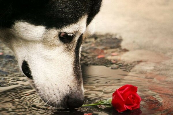 A dog next to a red rose in the water