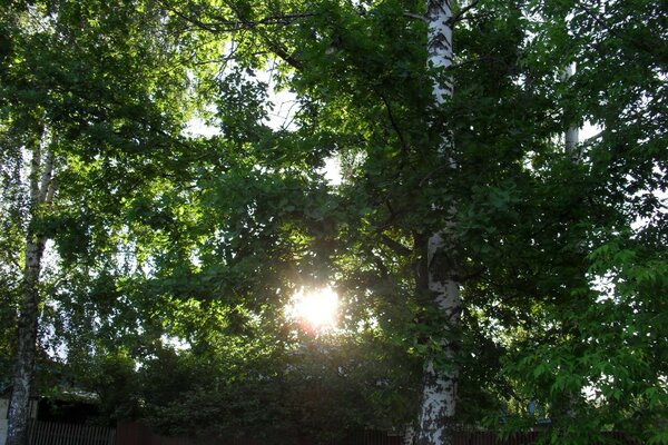 Green birches in sunny weather