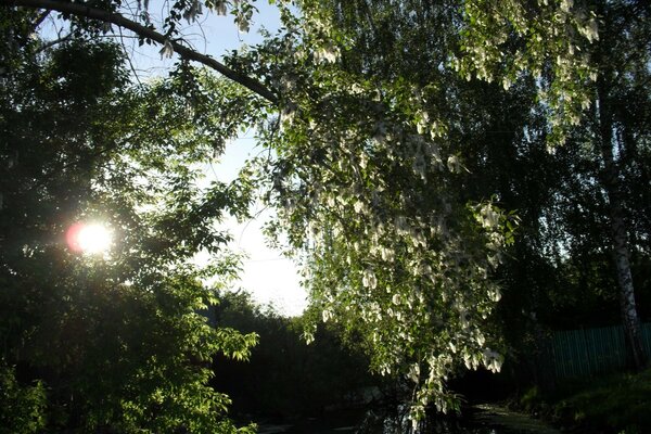 The rays of the sun through the green branches of the tree