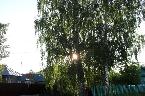 Meat birches in the yard in the village