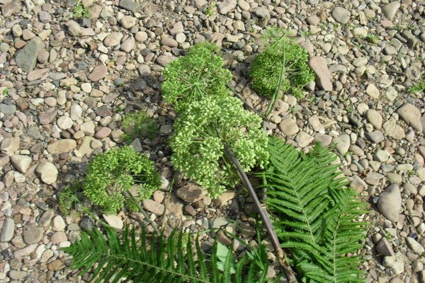 Branche verte sur un sol rocheux