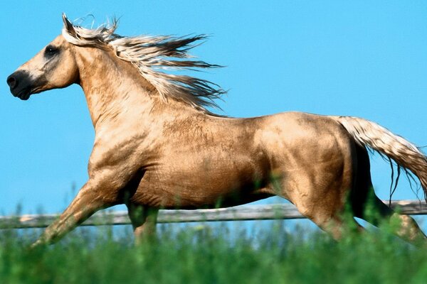 A young stallion gallops across the field