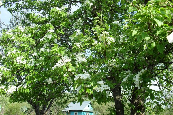 Frühlingsblumen Baum blühen