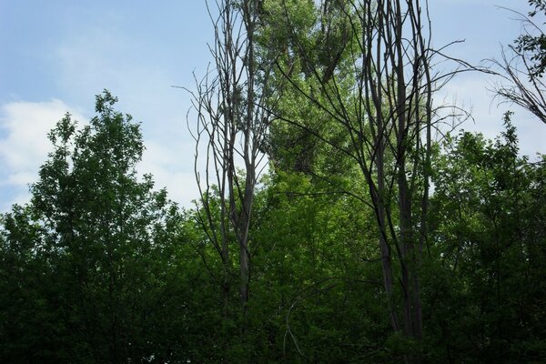 Native spaces. Forests and sky