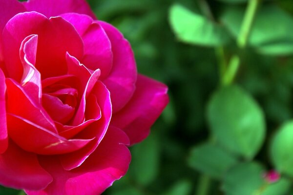 Rose mit weißem Kantik am Rande der Blütenblätter