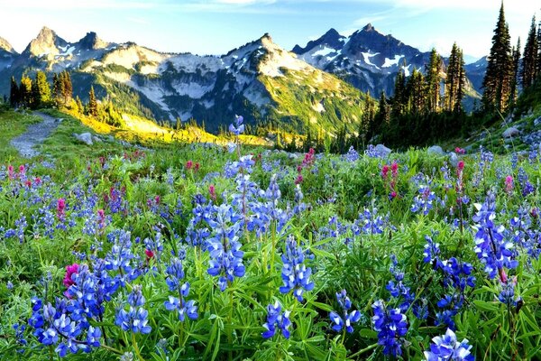 Lupin field in the mountains landscape