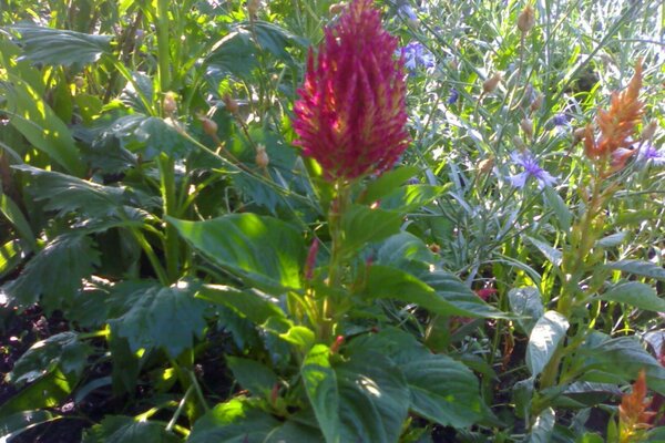 A red flower on a background of greenery