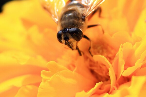 Fotografia macro di un fiore giallo con un ape