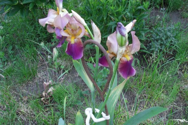 Flowers in the garden during the day