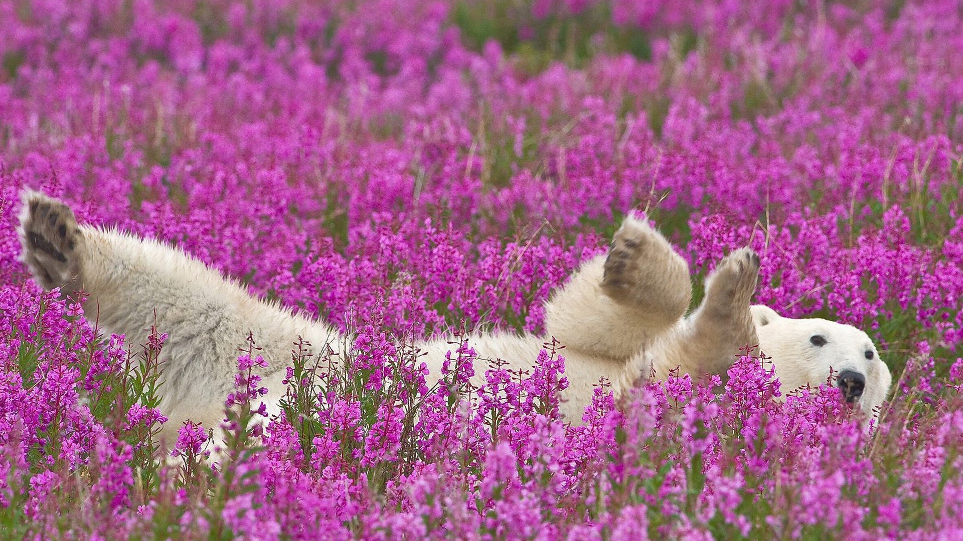 ayılar çiçek doğa açık havada saman biçme makinesi alan çimen çiçek açan violet flora yaz mera