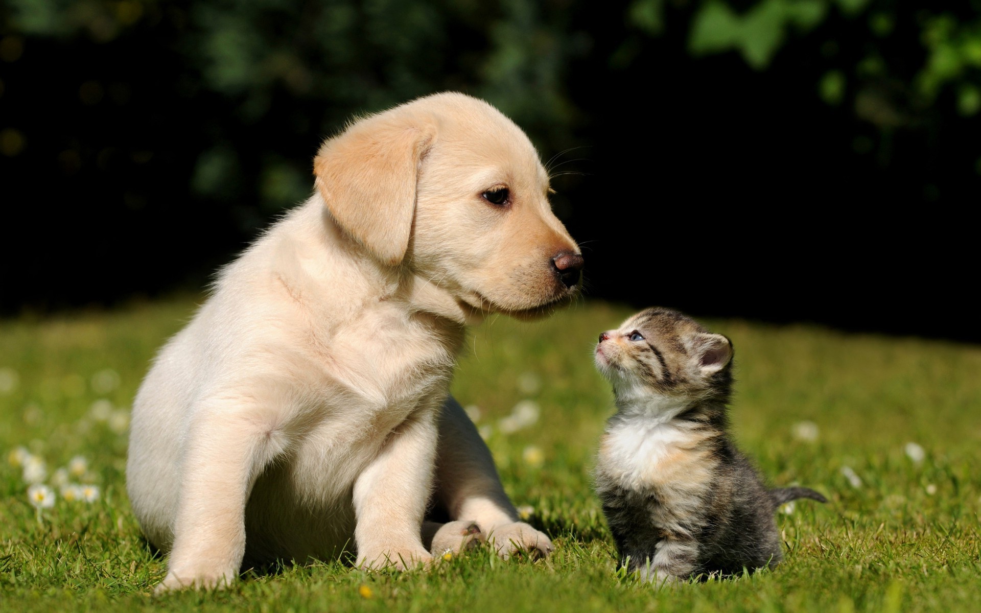 animaux chien mignon mammifère animal de compagnie herbe chiot cynologue animal peu retriever race enfant pedigree adorable pur-sang domestique jeune portrait aperçu