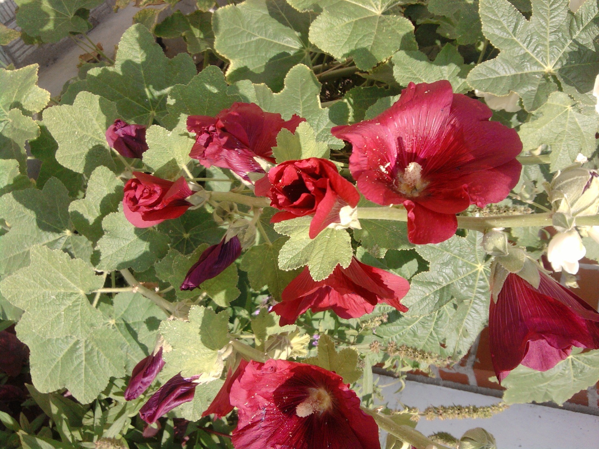 fiori fiore flora natura foglia estate giardino fiore floreale petalo colore all aperto decorazione rosa campo